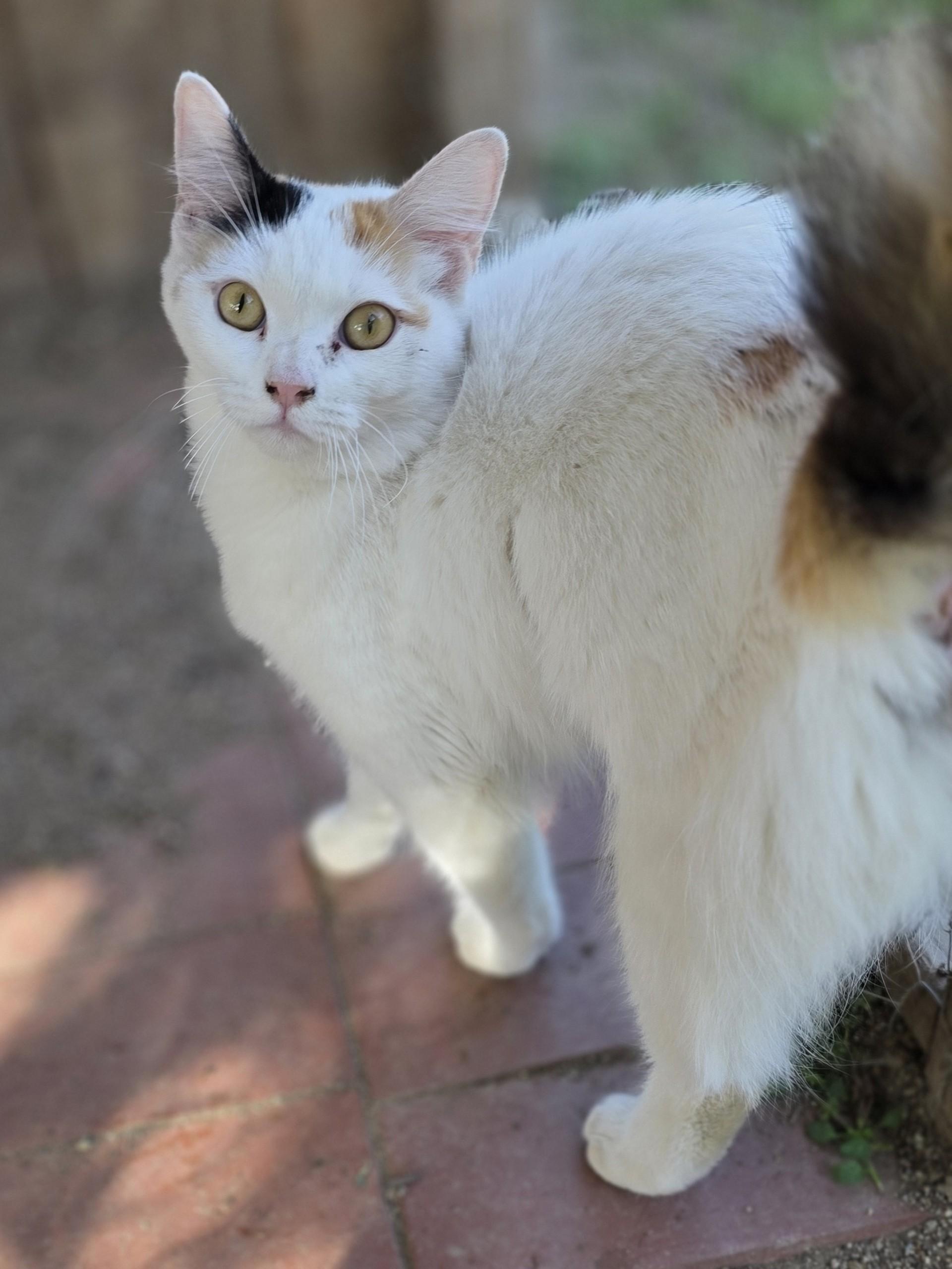 Enlarge Betty, a ADOPTABLE Domestic Long Hair in Fresno, CA image 2/2