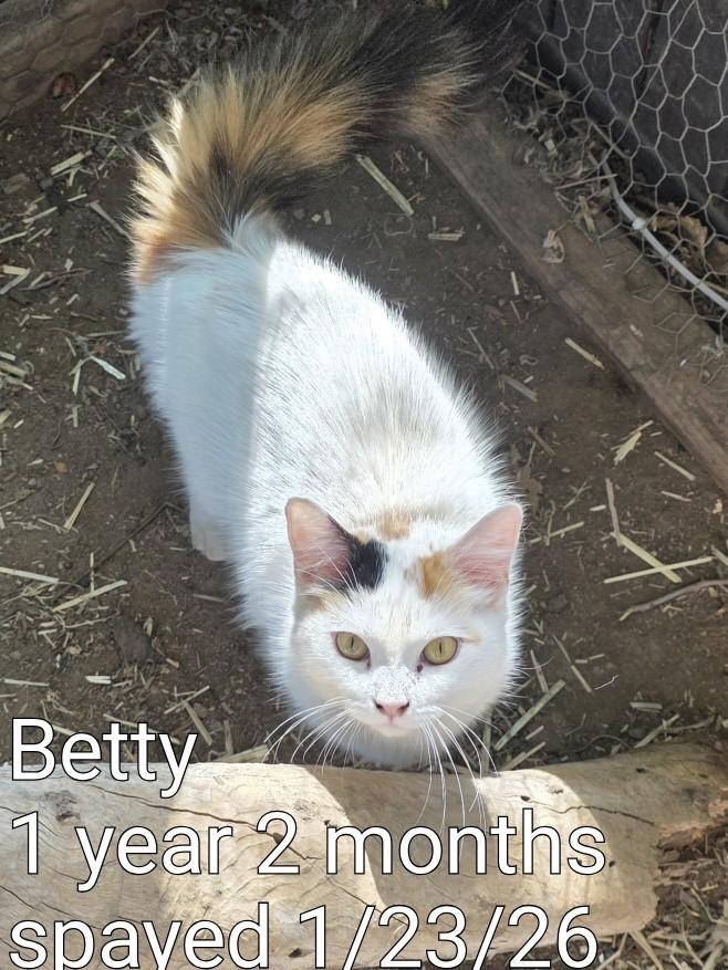 Enlarge Betty, a ADOPTABLE Domestic Long Hair in Fresno, CA image 1/2