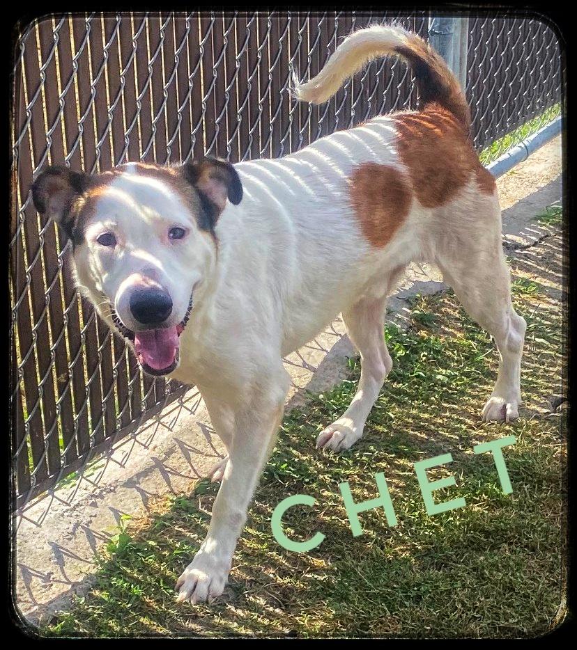 Chet, Adult Male Husky