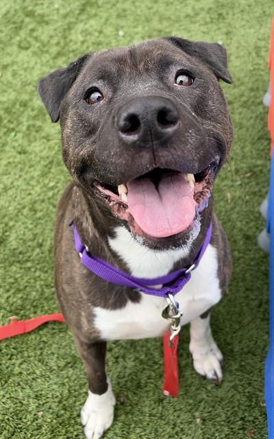 Enlarge SOLIS, a Adoptable mixed breed in Statesville, NC image 1/1