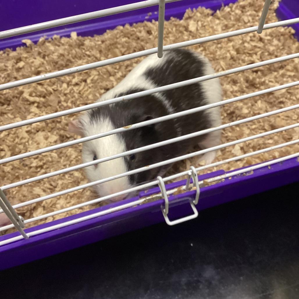 Enlarge Panda, a Adoptable Guinea Pig in Pittsford, VT image 1/2