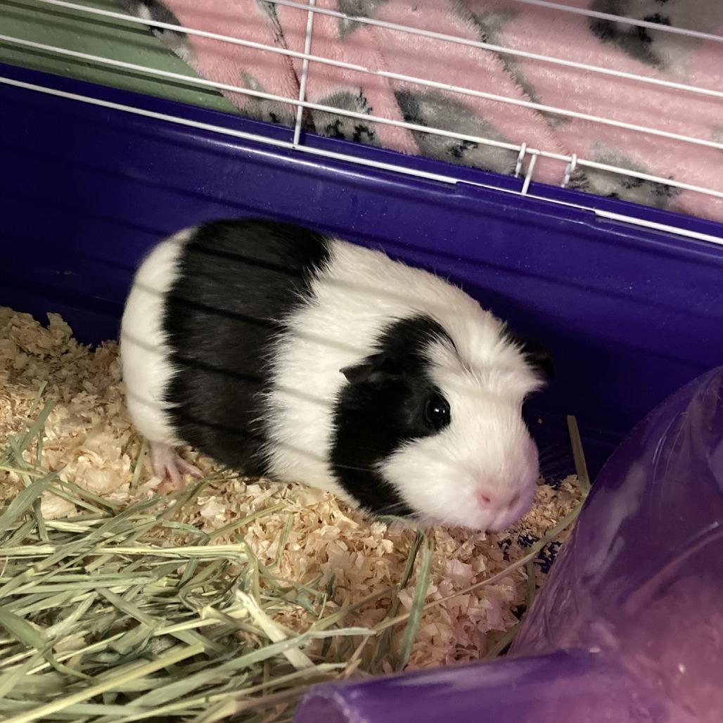 Enlarge Panda, a Adoptable Guinea Pig in Pittsford, VT image 2/2