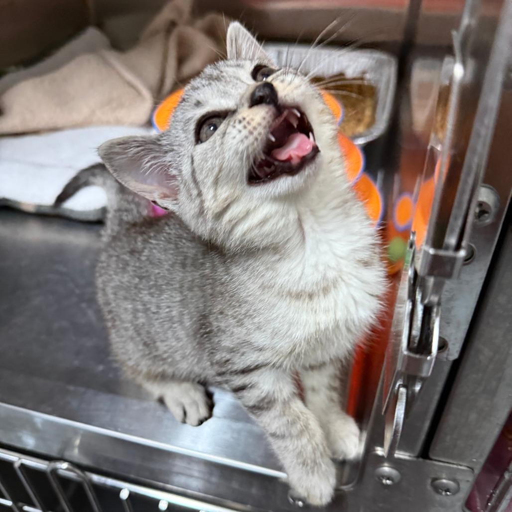 Pebbles, an adopted Domestic Short Hair in Parkland, FL image 4/5