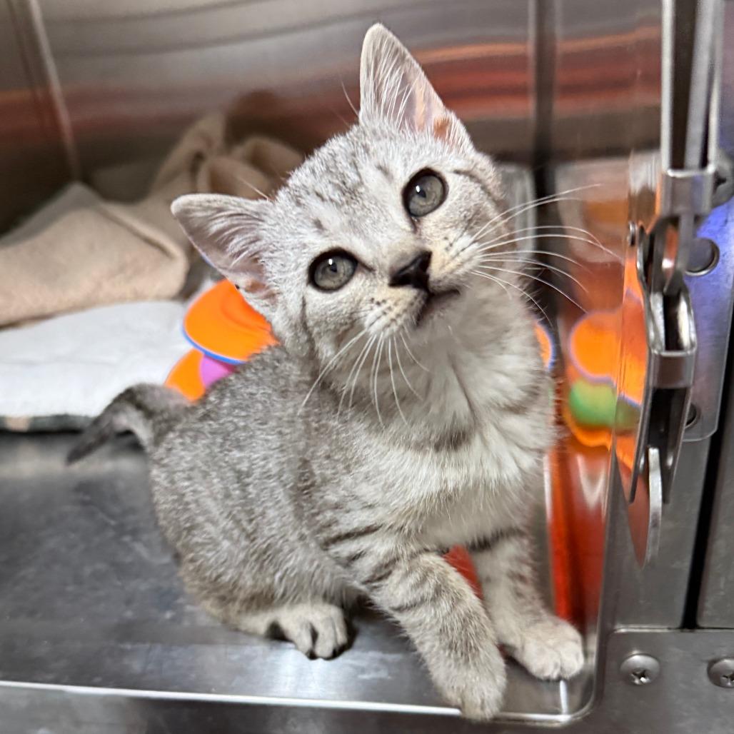 Pebbles, an adopted Domestic Short Hair in Parkland, FL image 5/5