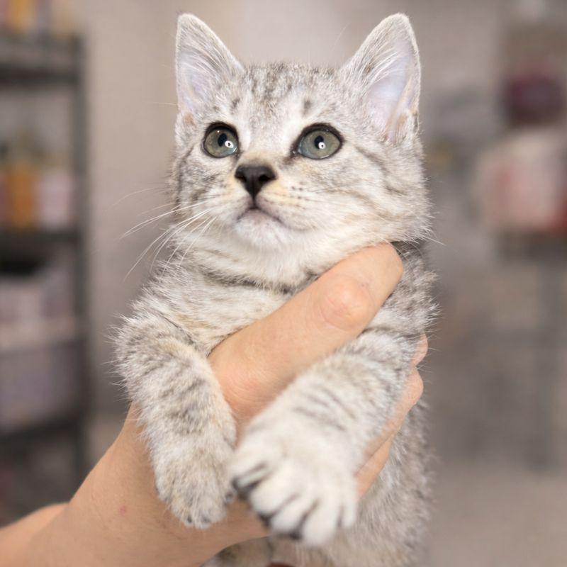 Pebbles, an adopted Domestic Short Hair in Parkland, FL image 2/5