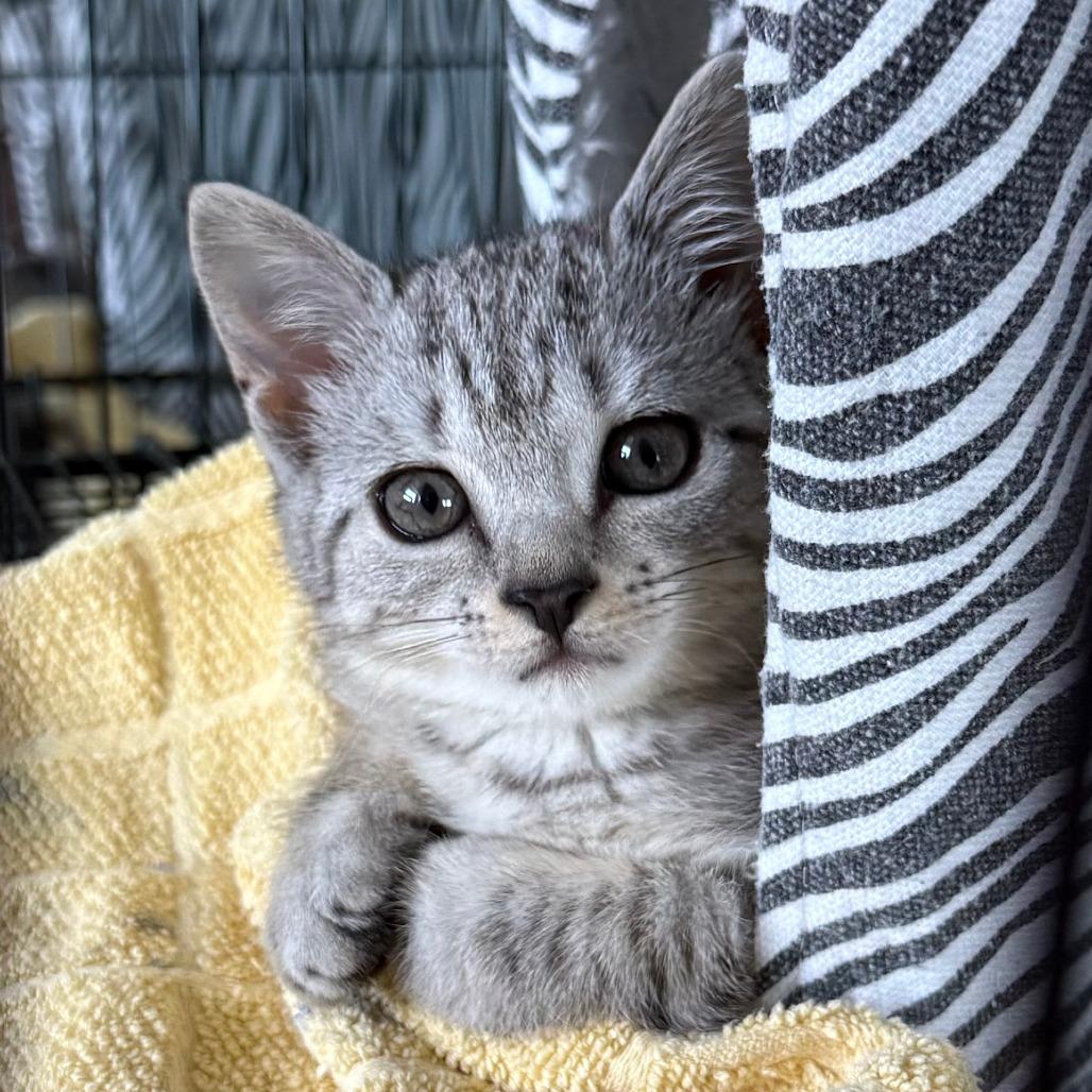 Pebbles, an adopted Domestic Short Hair in Parkland, FL image 1/5