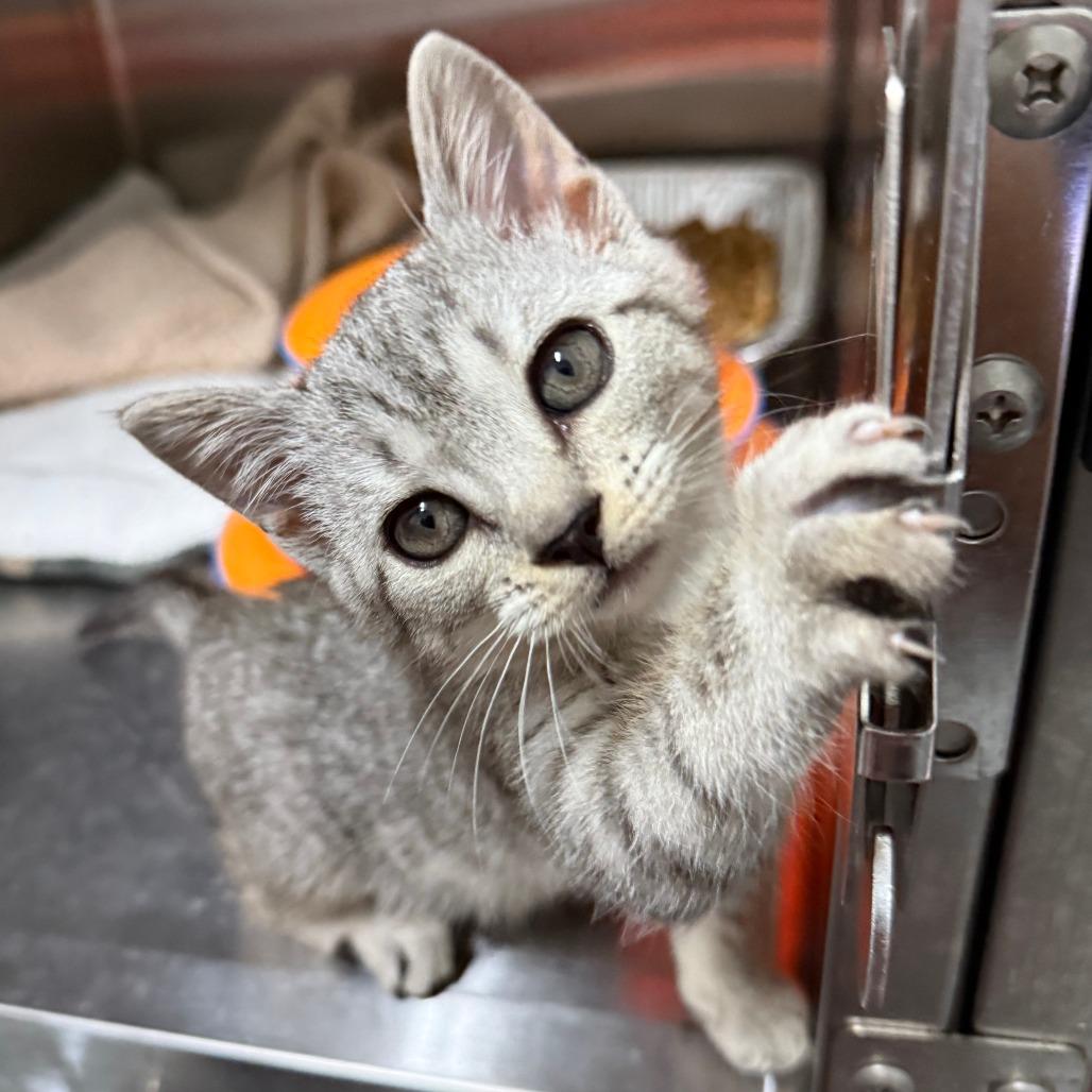 Pebbles, an adopted Domestic Short Hair in Parkland, FL image 3/5