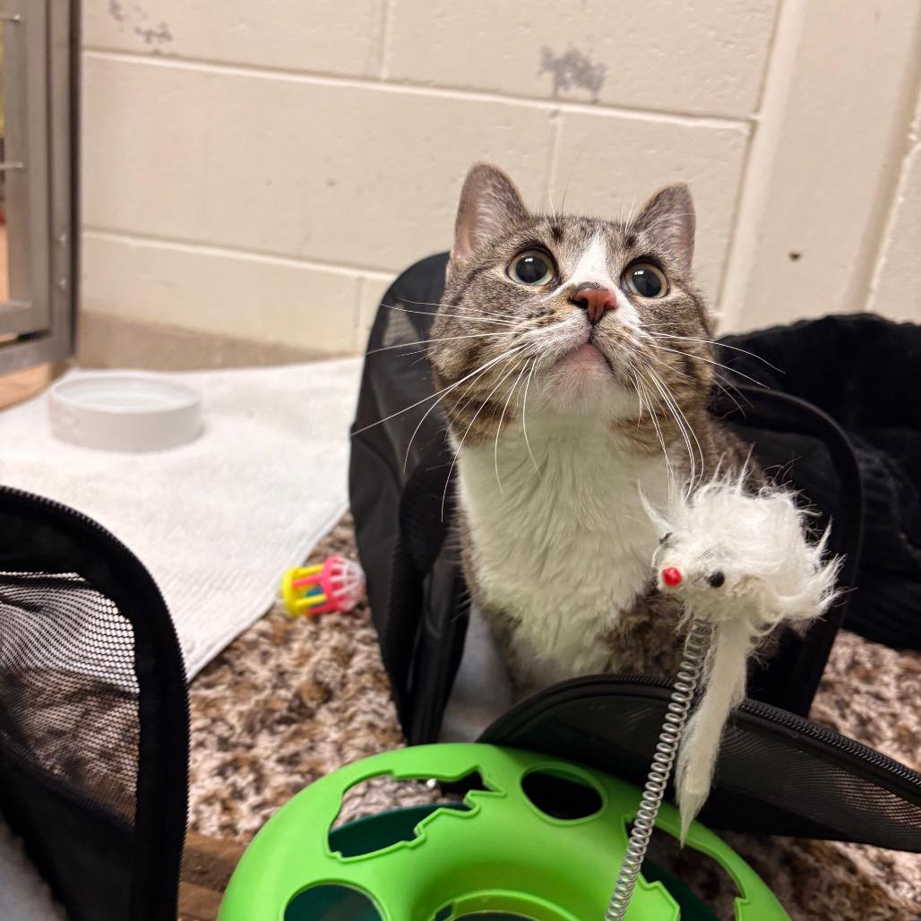Ducky, Adoptable, Adult Female Domestic Short Hair.