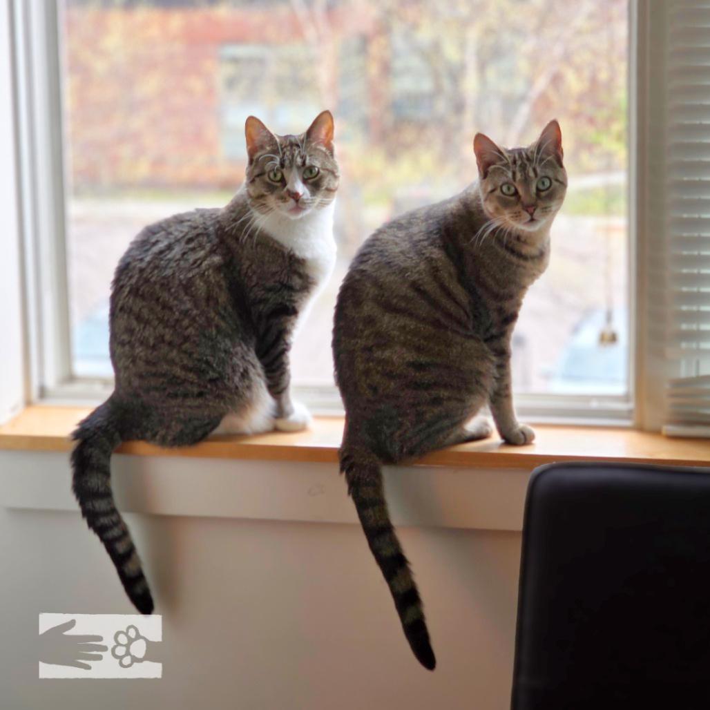 Enlarge Ducky, a Adoptable Domestic Short Hair in South Burlington, VT image 2/6