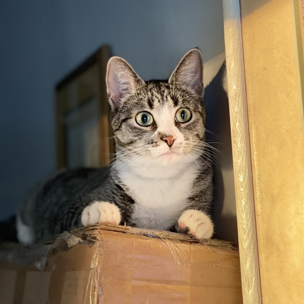 Enlarge Ducky, a Adoptable Domestic Short Hair in South Burlington, VT image 3/6