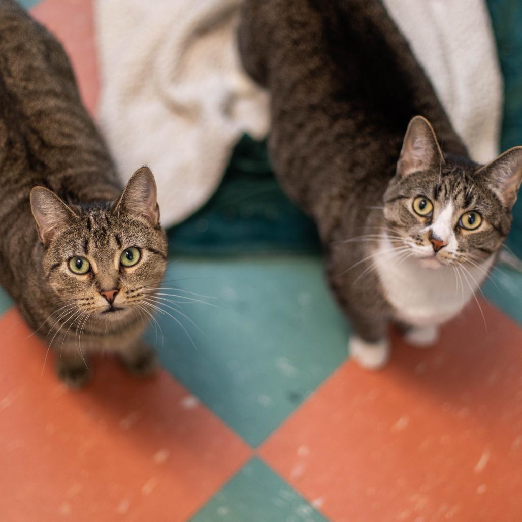 Enlarge Ducky, a Adoptable Domestic Short Hair in South Burlington, VT image 4/6