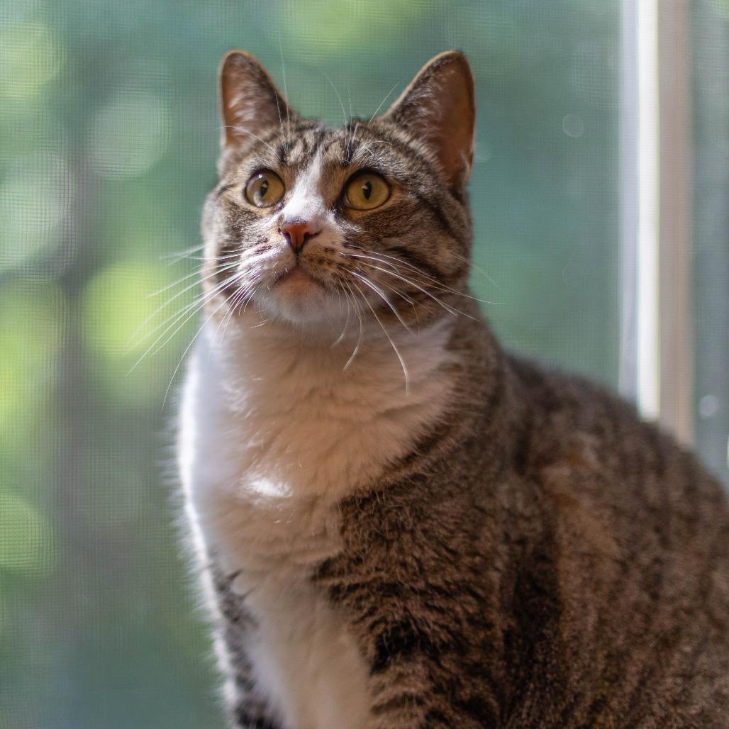 Enlarge Ducky, a Adoptable Domestic Short Hair in South Burlington, VT image 5/6