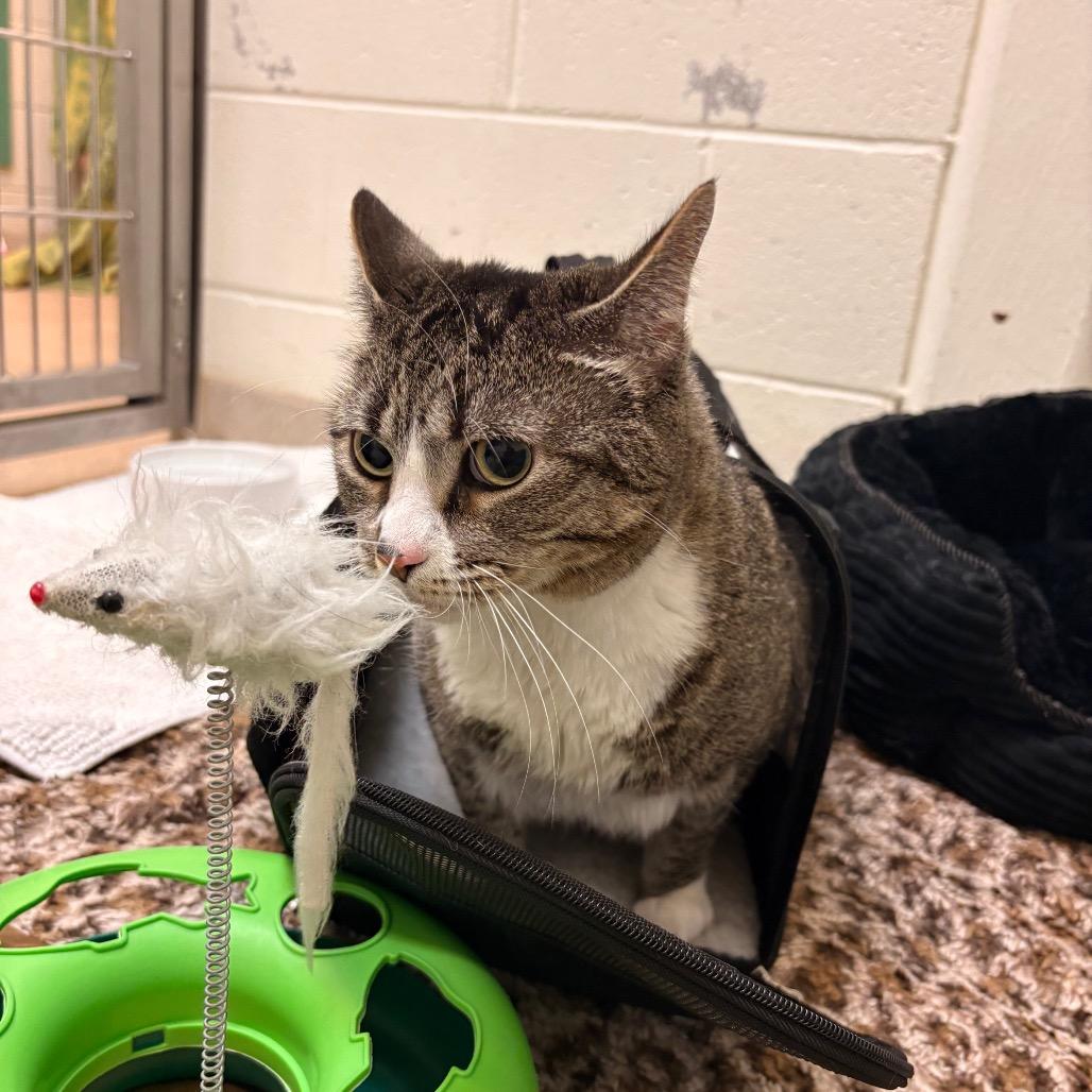 Enlarge Ducky, a Adoptable Domestic Short Hair in South Burlington, VT image 6/6