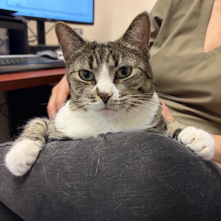 Enlarge Ducky, a Adoptable Domestic Short Hair in South Burlington, VT image 6/6