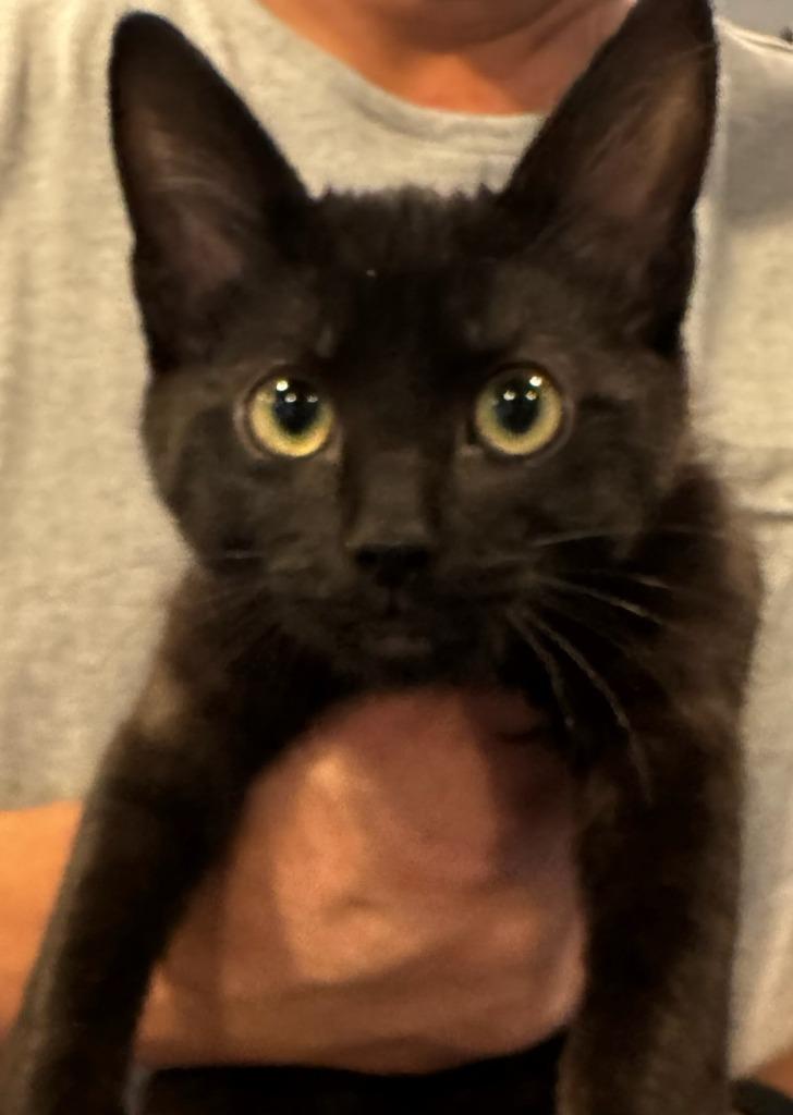 Blake, Adoptable, Kitten Male Domestic Short Hair.