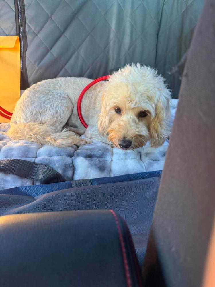 Cashew, Adoptable, Adult Female Goldendoodle & Poodle.