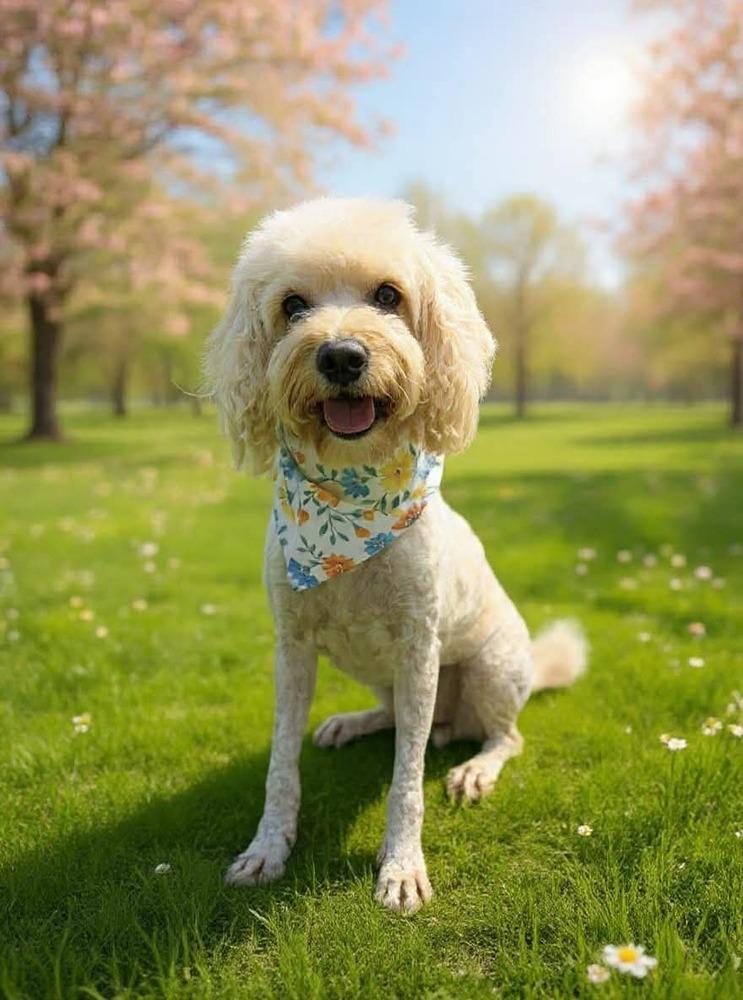 Cashew, a Adoptable mixed breed in Middletown, CT image 5/6