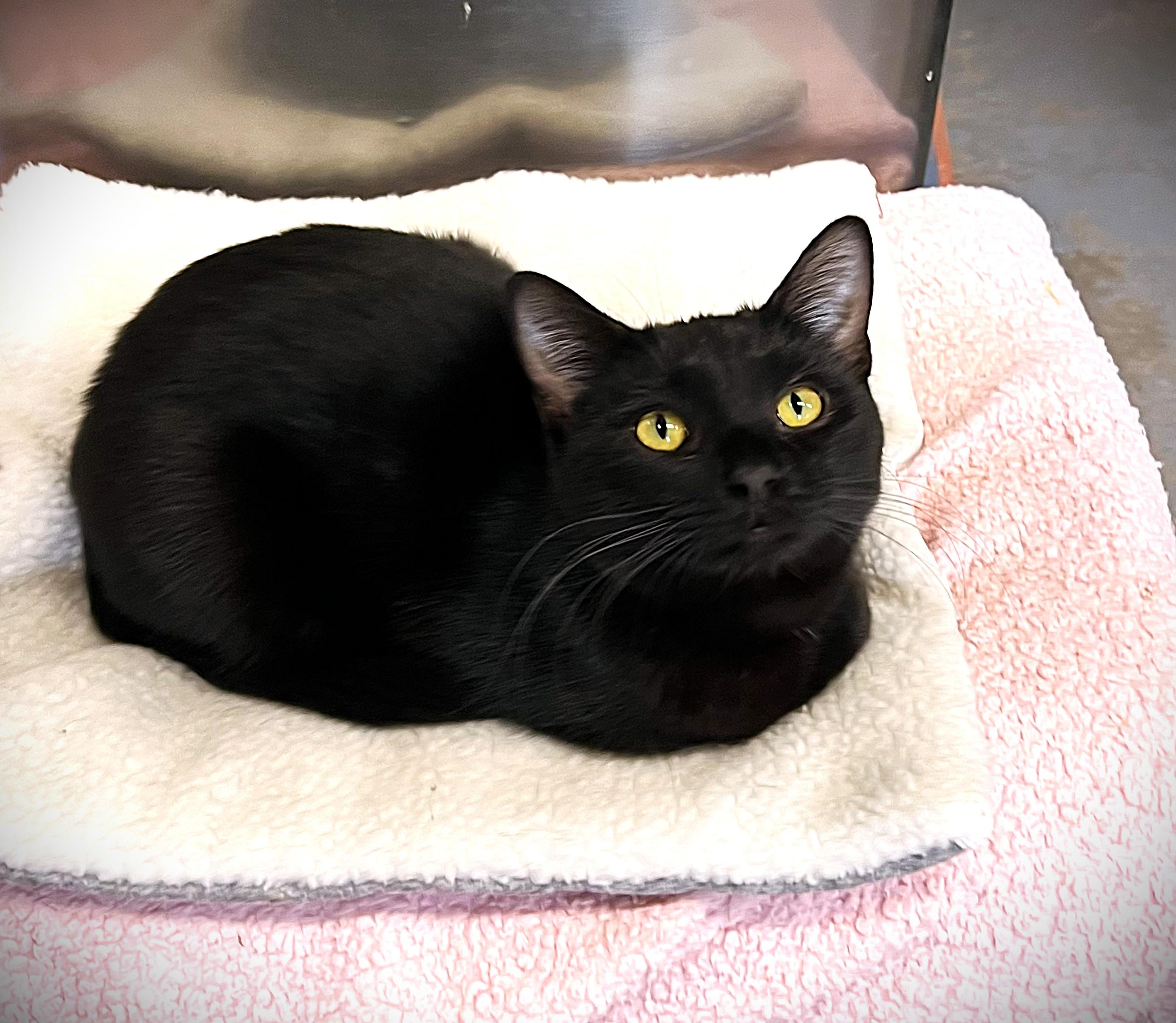 Enlarge Rio, an adopted mixed breed in Bethesda, MD image 6/6