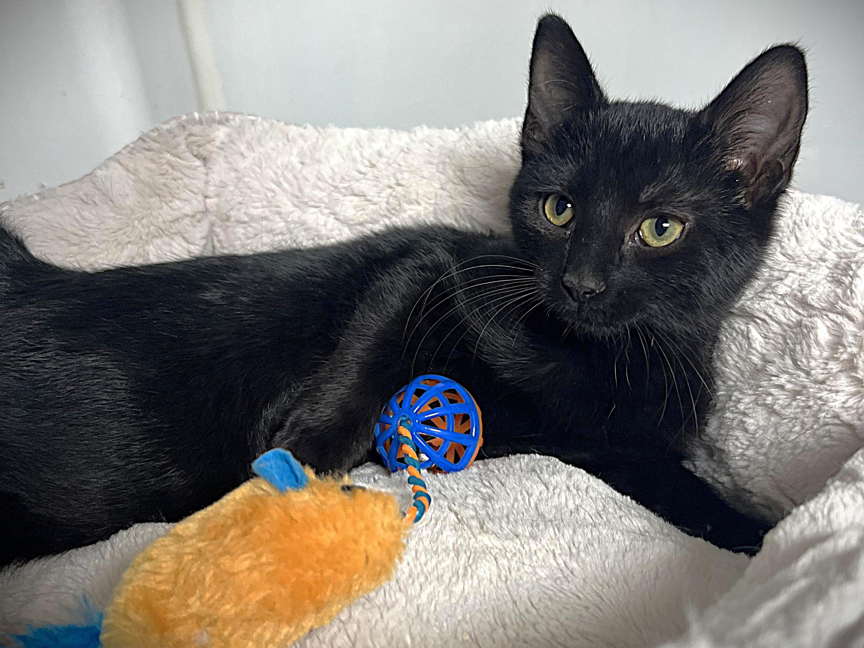 Snazzy, a Adoptable mixed breed in Bethesda, MD image 4/5