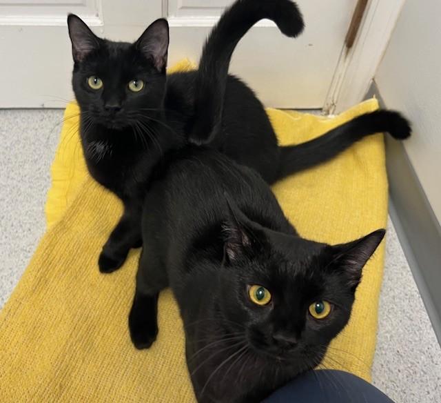 Enlarge Rio, a Adoptable mixed breed in Bethesda, MD image 2/6