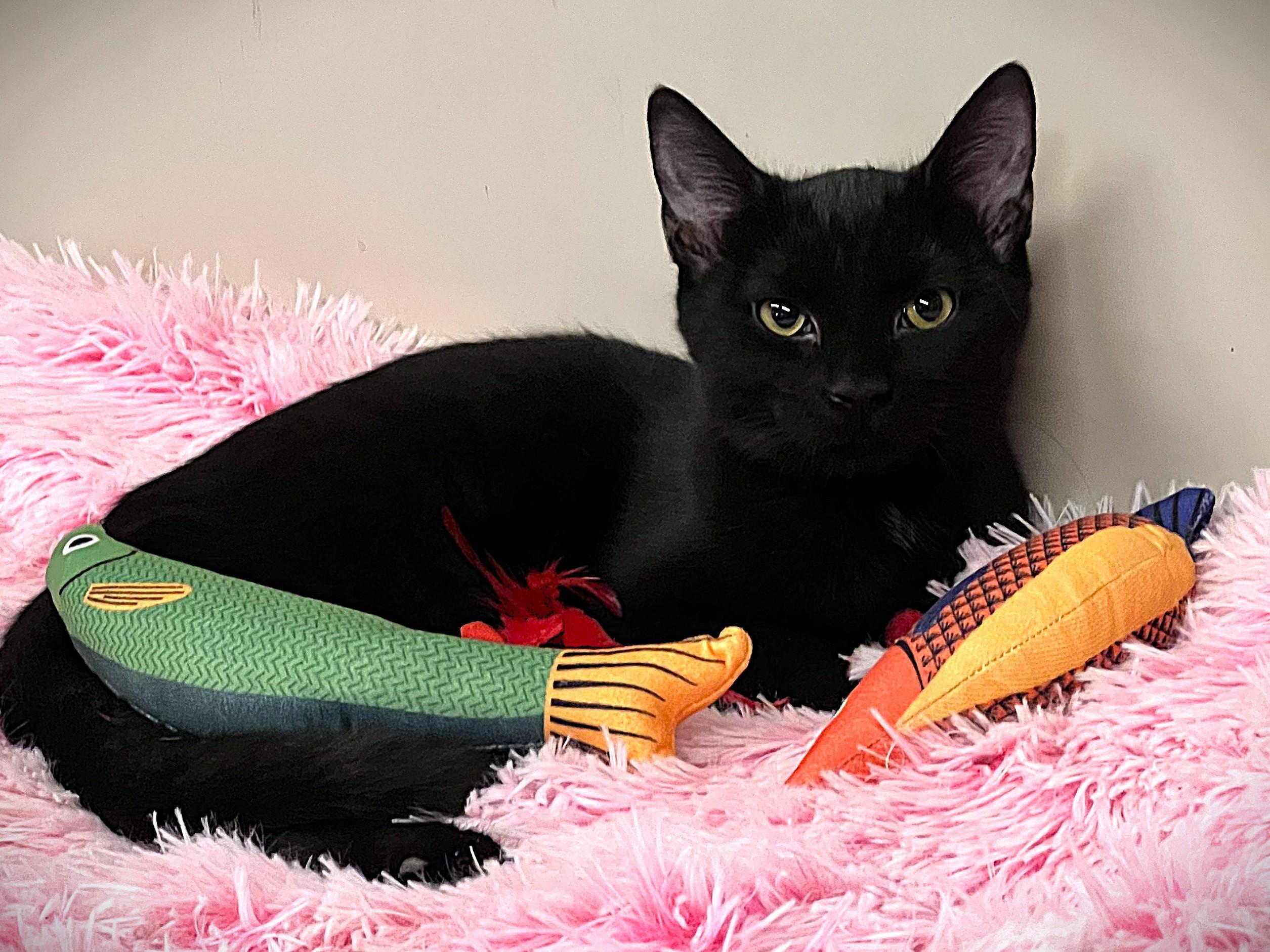 Snazzy, a Adoptable mixed breed in Bethesda, MD image 5/5