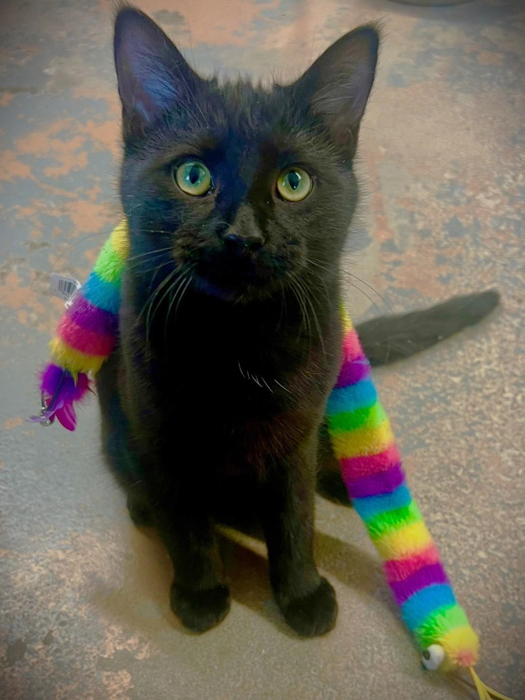 Snazzy, Adoptable, Young Female Domestic Short Hair.