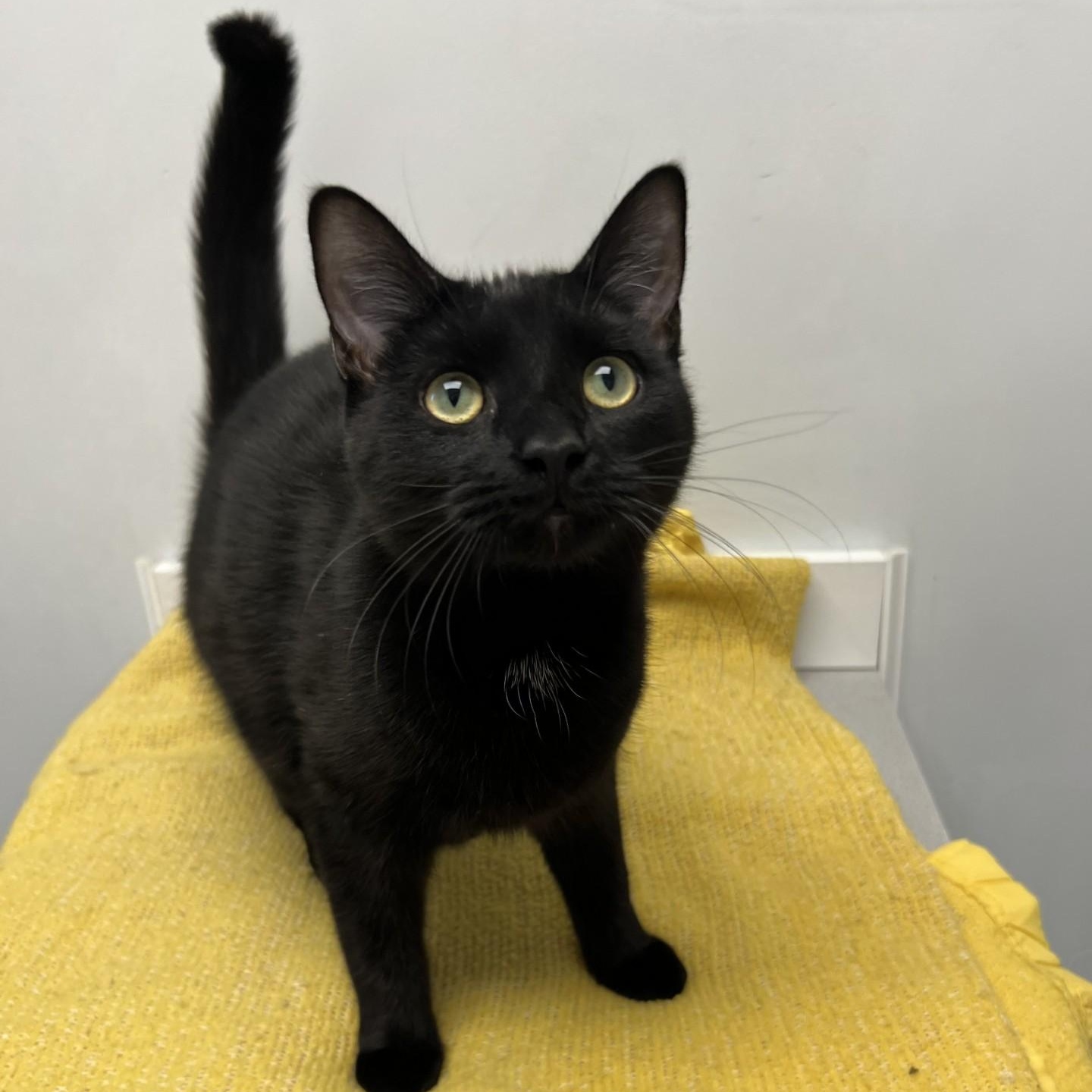 Snazzy, Adoptable, Young Female Domestic Short Hair.