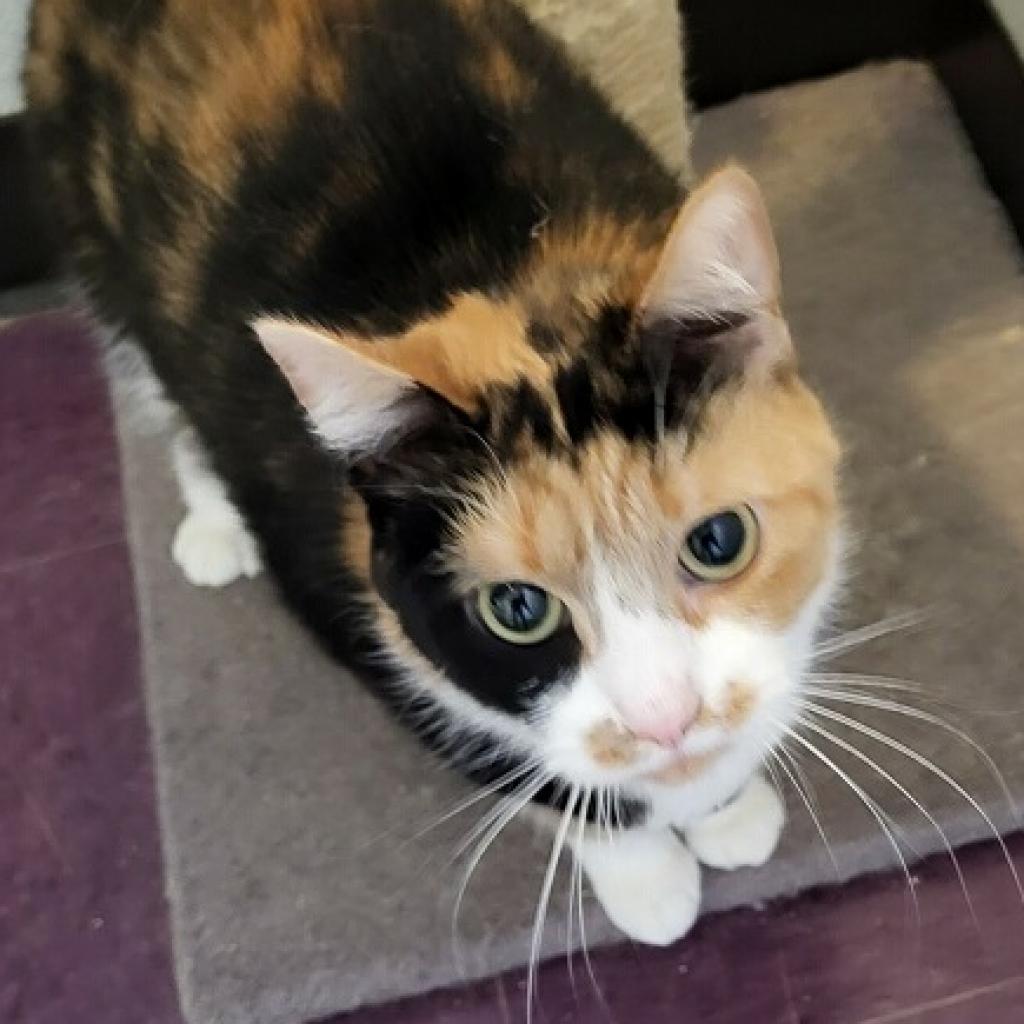 Ariel 26-174, Adoptable, Adult Female Domestic Short Hair.
