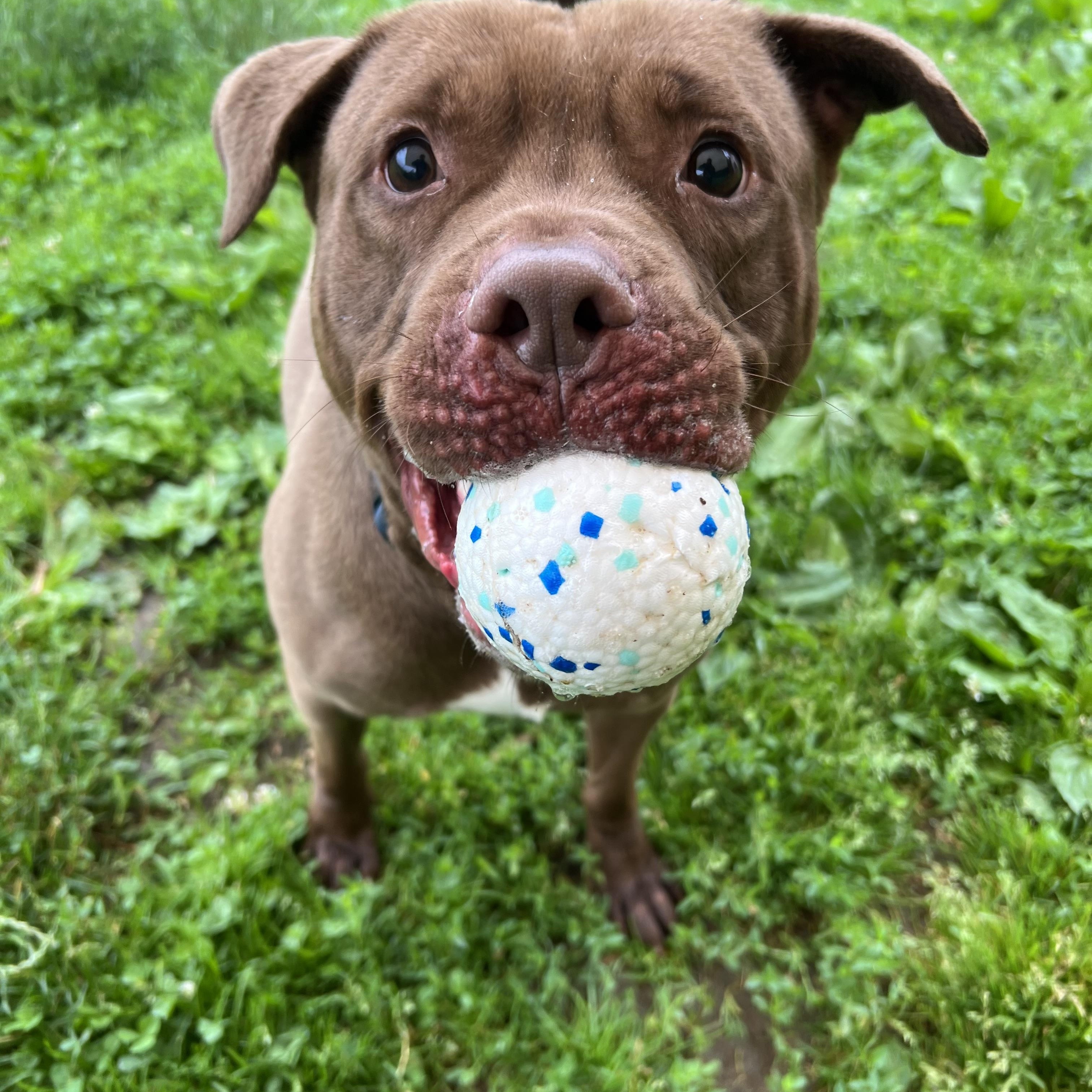 Oso, a Adoptable mixed breed in Yonkers, NY image 1/6