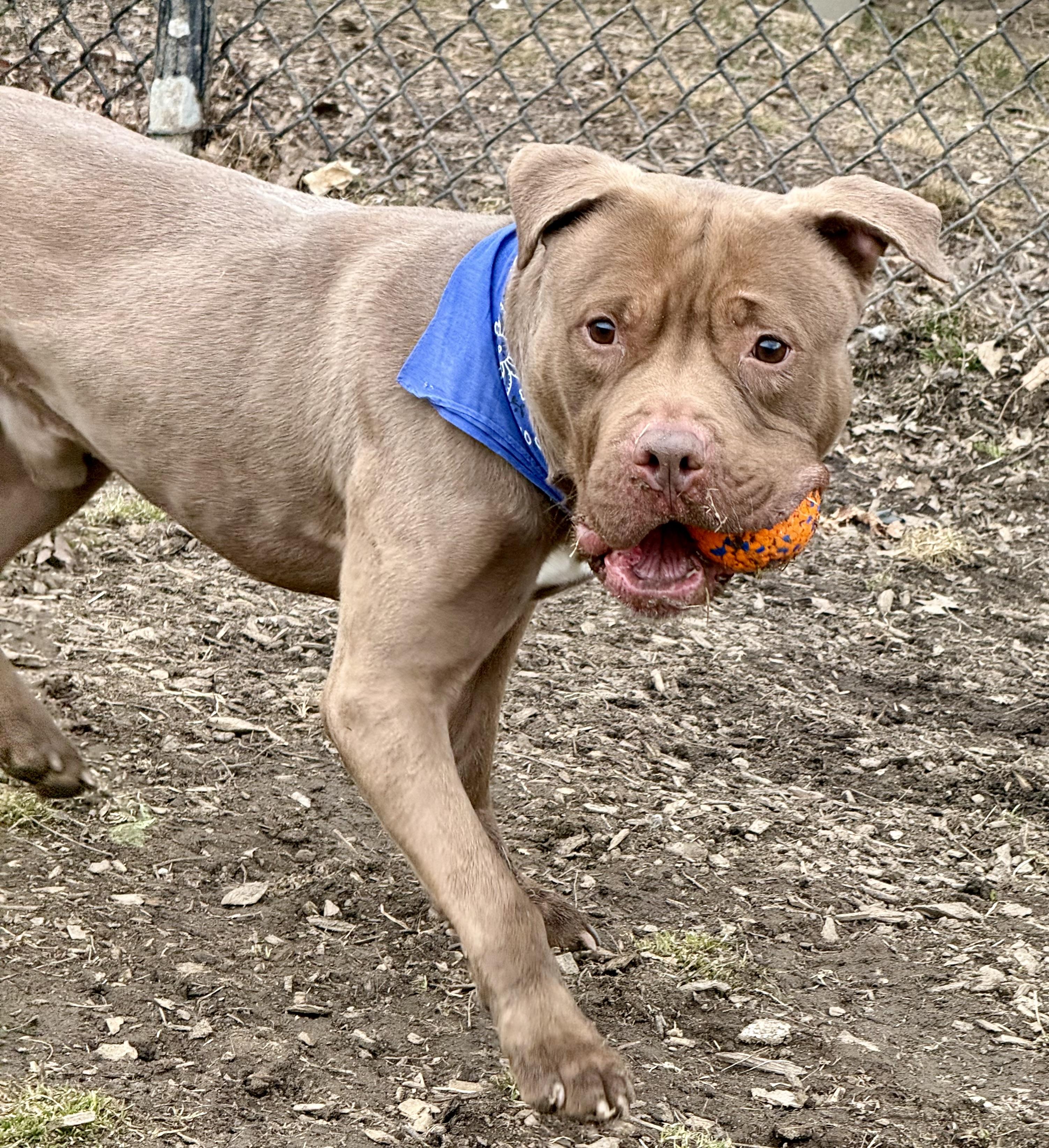 Oso, a Adoptable mixed breed in Yonkers, NY image 4/6