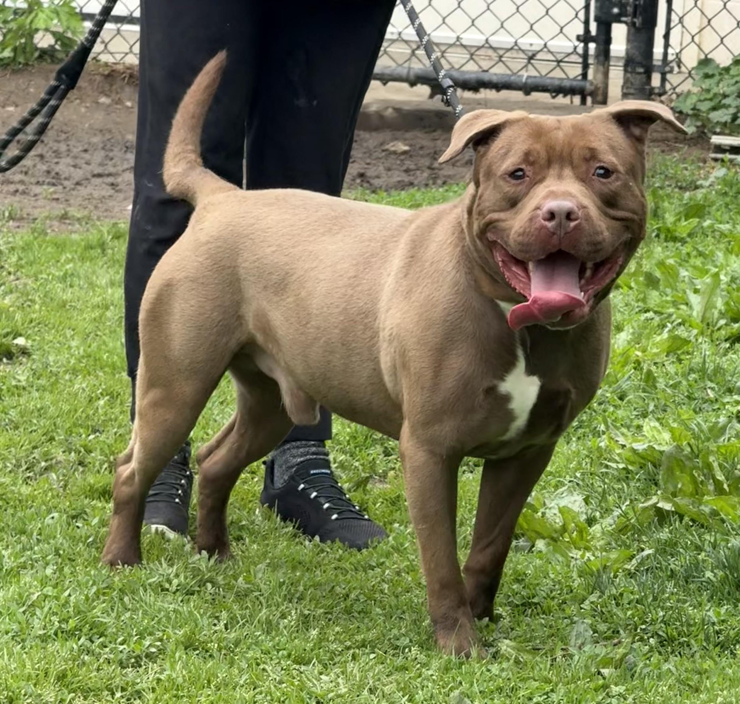 Oso, a Adoptable mixed breed in Yonkers, NY image 3/6