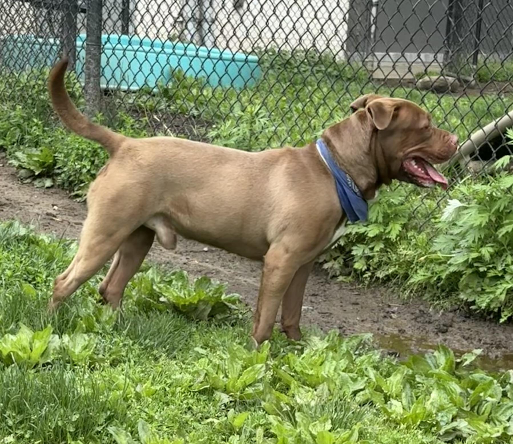 Oso, a Adoptable mixed breed in Yonkers, NY image 6/6