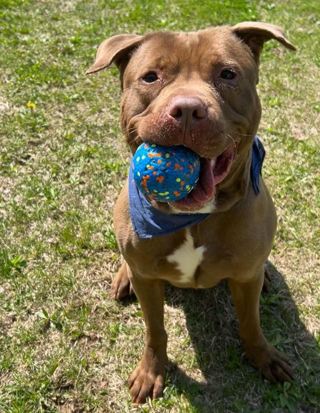 Oso, a Adoptable mixed breed in Yonkers, NY image 5/6