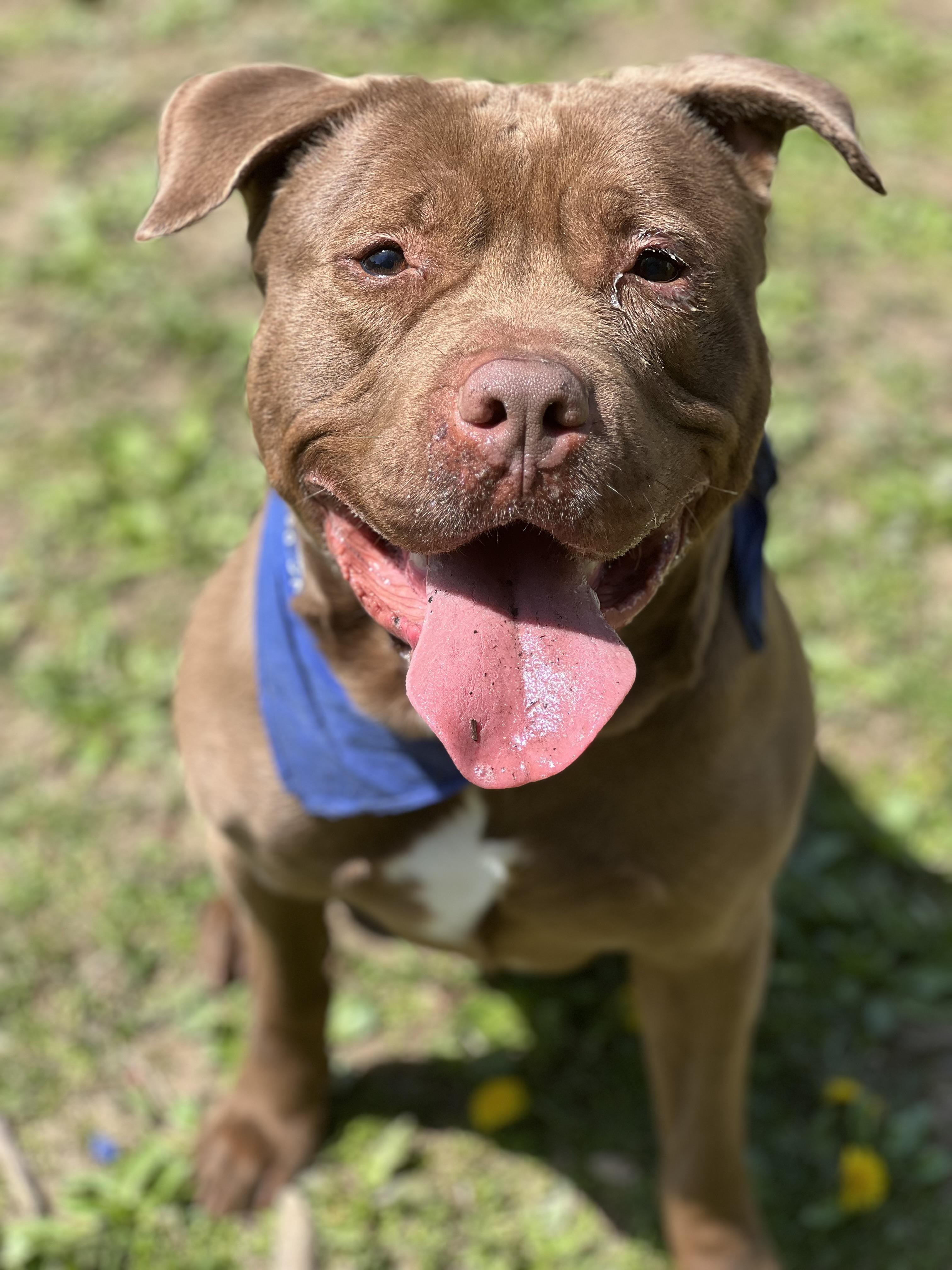 Oso, Adoptable, Young Male American Staffordshire Terrier & Dogue de Bordeaux.
