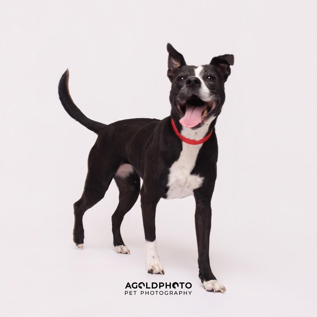 Mercedes, Adoptable, Senior Female Terrier & Terrier.