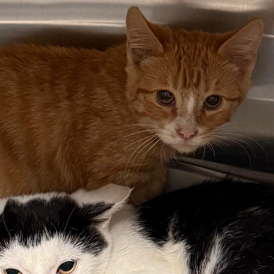 Enlarge Blaze, a Adoptable Domestic Short Hair in Cedaredge, CO image 1/2