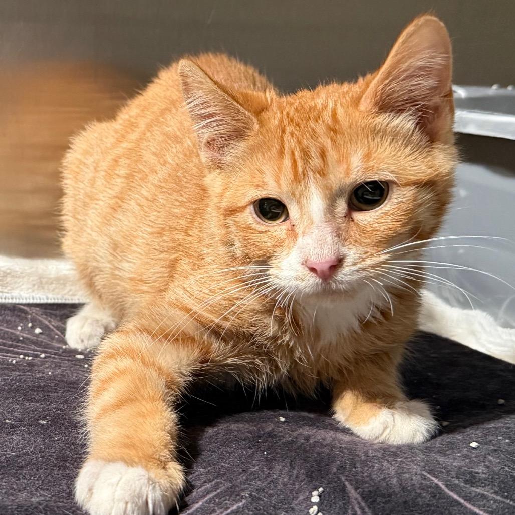 Enlarge Blaze, a Adoptable Domestic Short Hair in Cedaredge, CO image 2/2