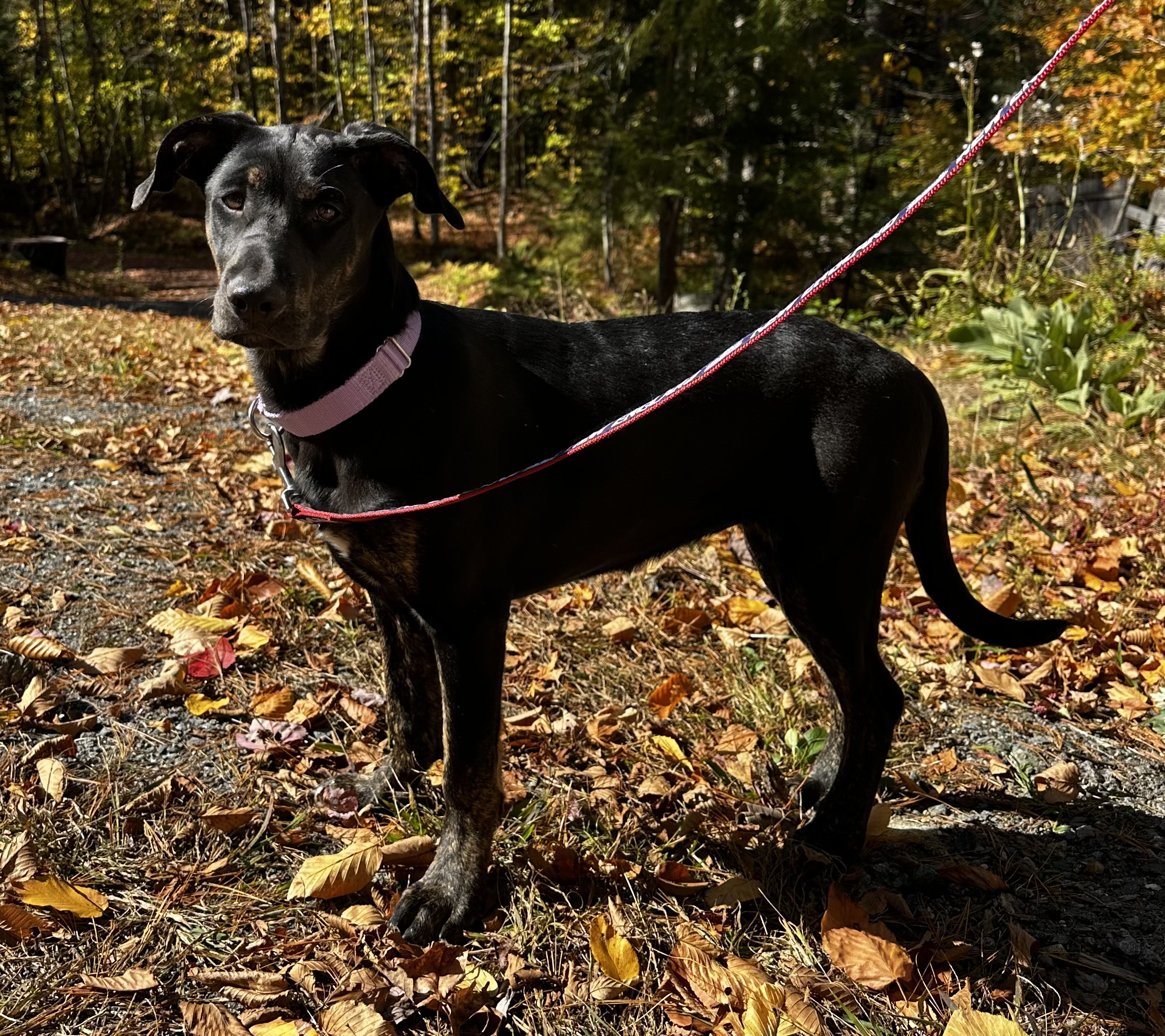 Dog for adoption Laurel, a Mixed Breed in Winchendon, MA Petfinder