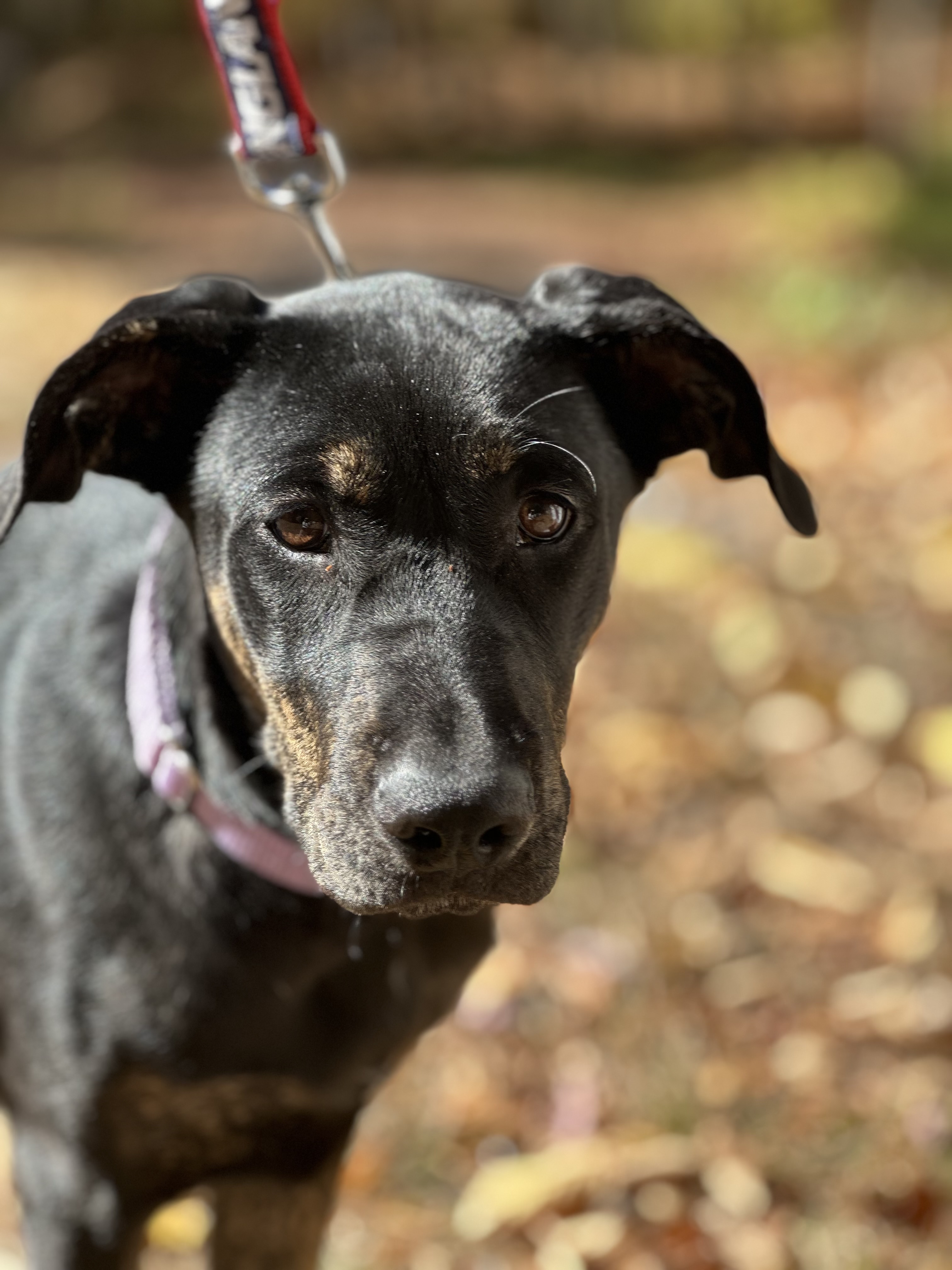 Dog for adoption Laurel, a Mixed Breed in Winchendon, MA Petfinder