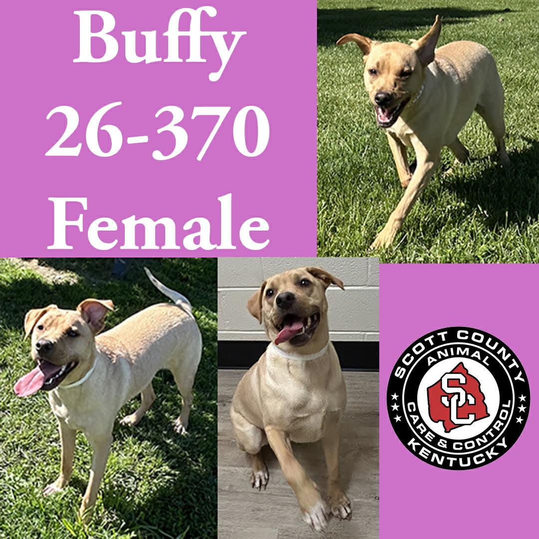 Buffy, Adoptable, Young Female Labrador Retriever.
