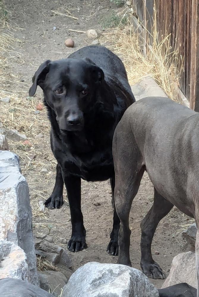 Luna, Adoptable, Young Female Labrador Retriever.