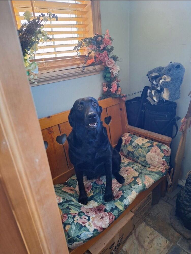 Enlarge Luna, a Adoptable Labrador Retriever in Herriman, UT image 2/3
