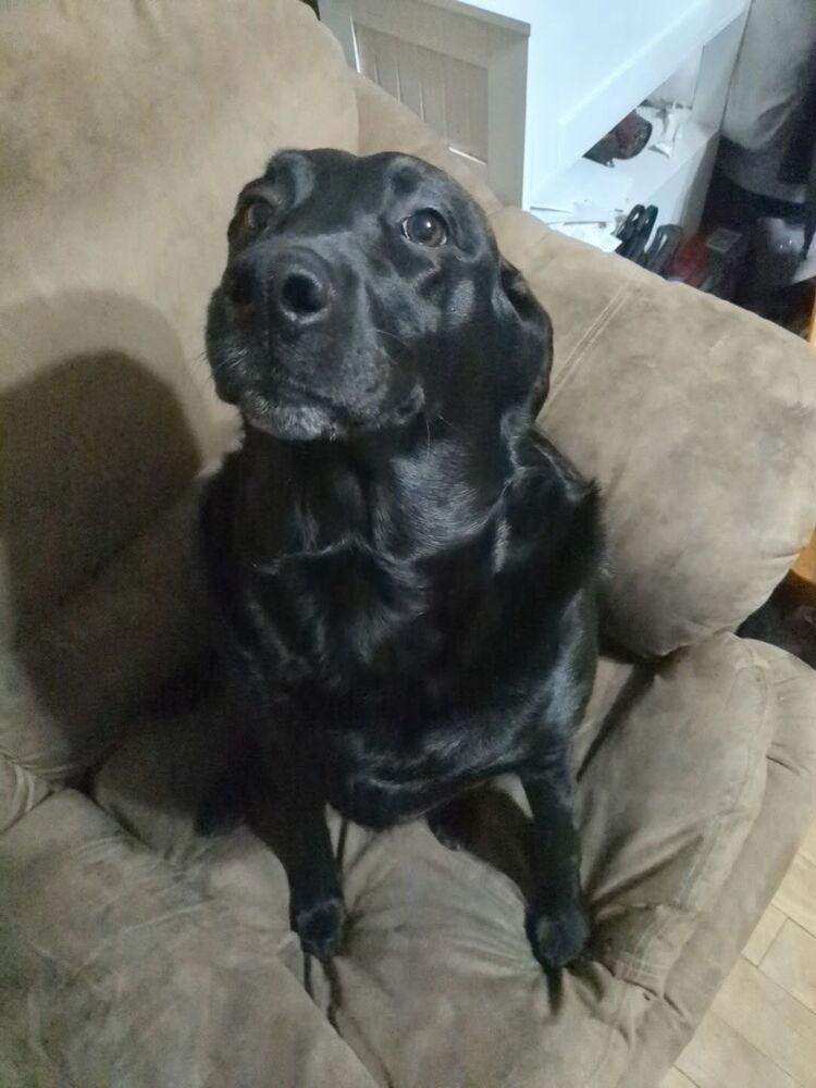 Luna, Adoptable, Young Female Labrador Retriever.