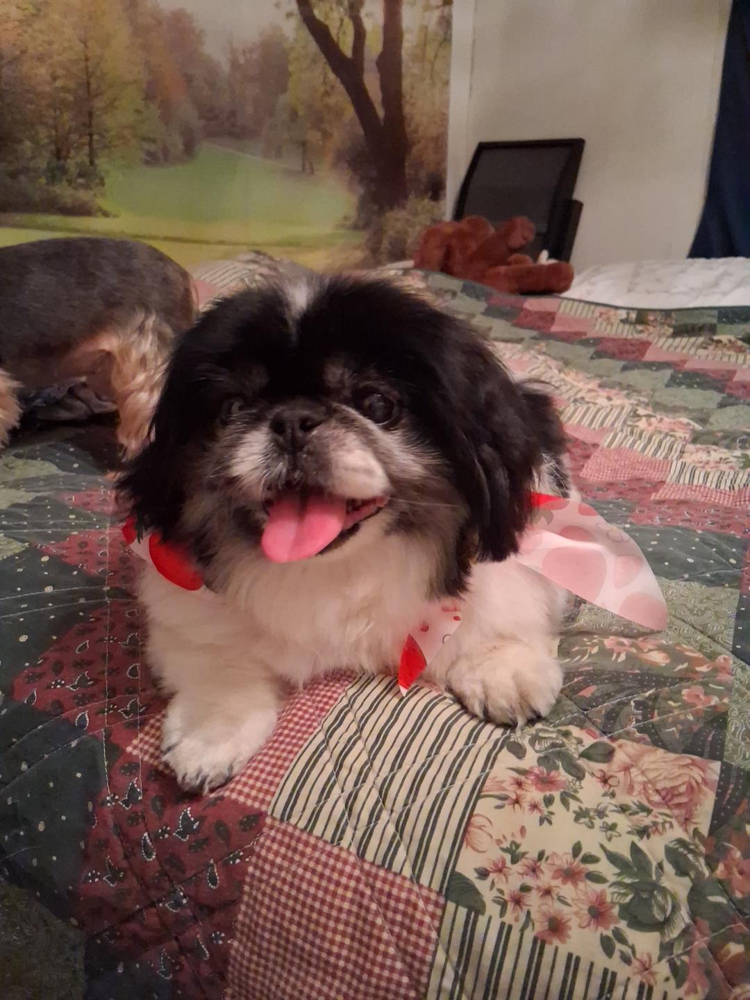 Boo Bear, Adopted, Senior Female Pekingese.