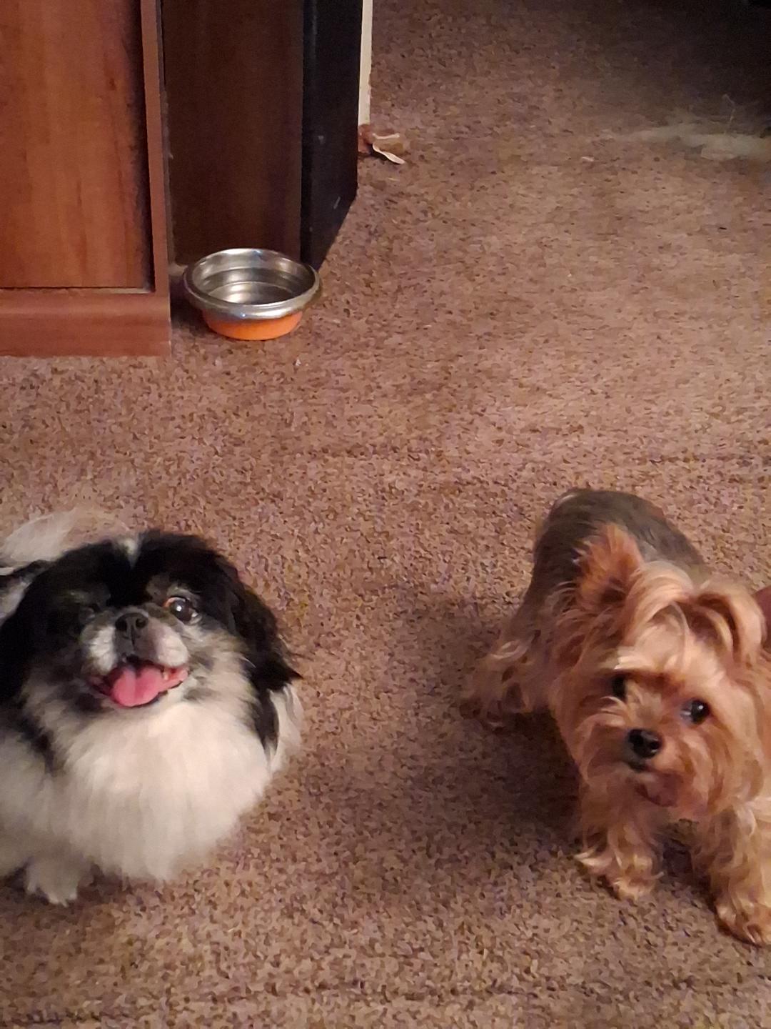 Enlarge Boo Bear, a Adopted Pekingese in Indianapolis, IN image 3/3