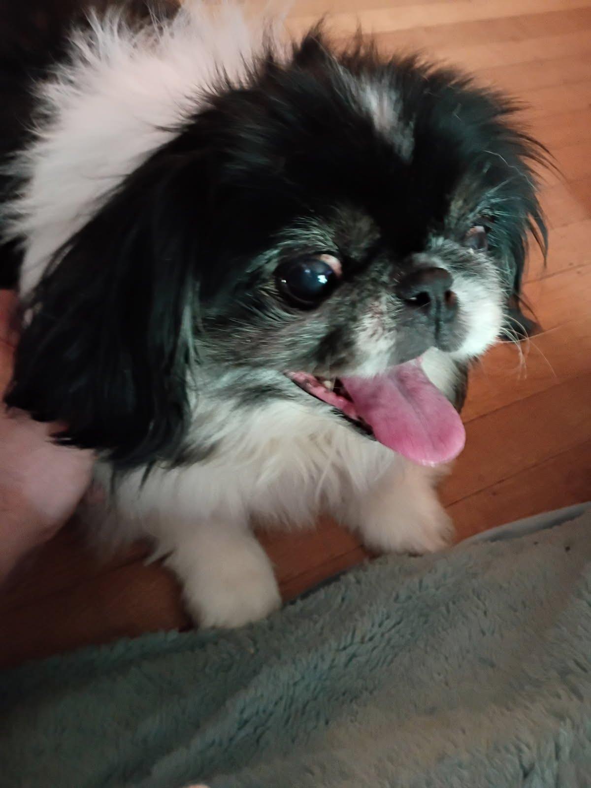 Enlarge Boo Bear, a Adopted Pekingese in Indianapolis, IN image 2/3