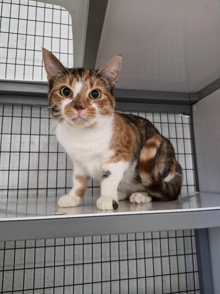 Enlarge MOSAIC (SPAYED), a Adoptable mixed breed in Crossville, TN image 2/2