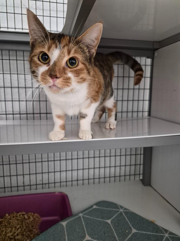 MOSAIC (SPAYED), Adoptable, Young Female Domestic Short Hair.