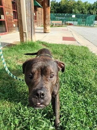 Paul, Adoptable, Adult Male Pit Bull Terrier & Mixed Breed.