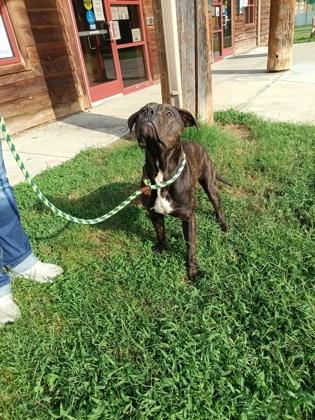 Enlarge Paul, a Adoptable mixed breed in Independence, MO image 2/2